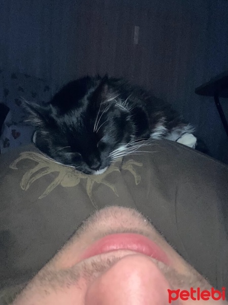 Tekir Kedi, Kedi  bitter fotoğrafı