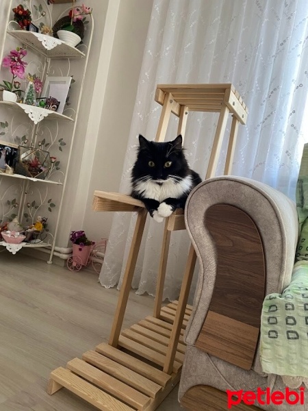 Tekir Kedi, Kedi  bitter fotoğrafı