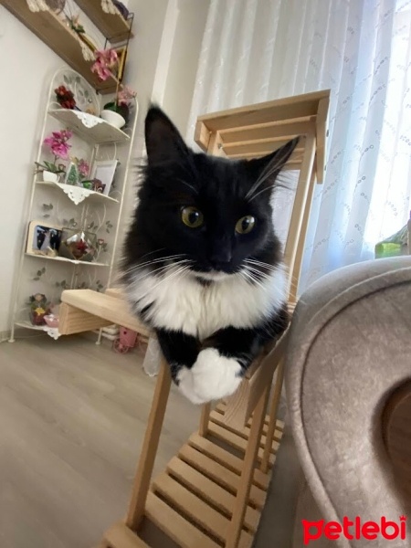 Tekir Kedi, Kedi  bitter fotoğrafı
