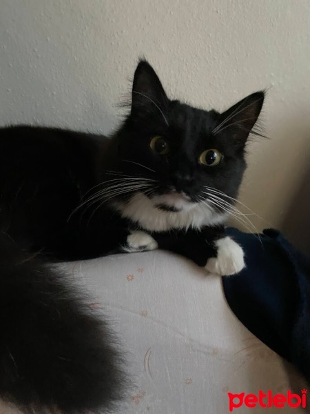 Tekir Kedi, Kedi  bitter fotoğrafı