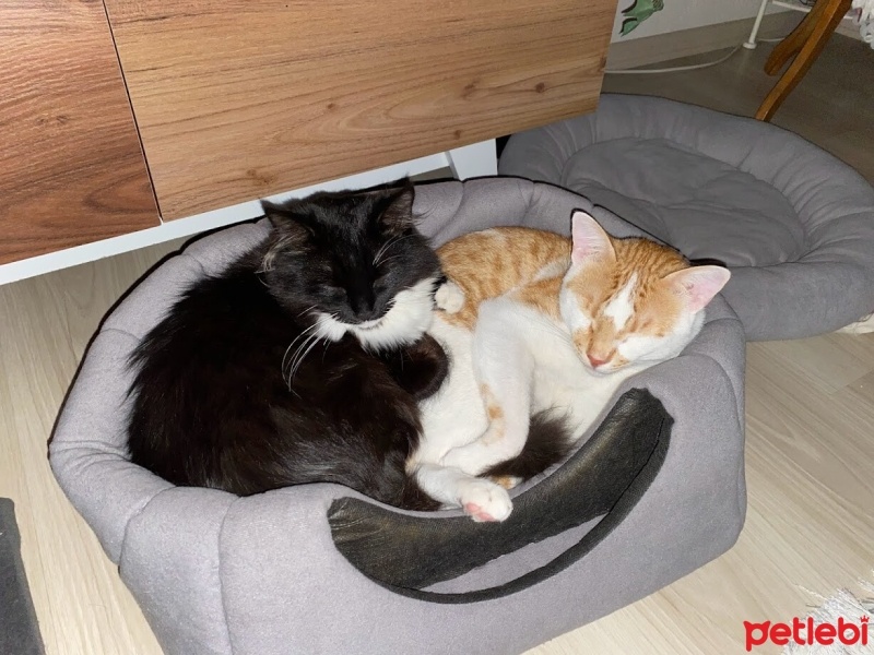 Tekir Kedi, Kedi  bitter fotoğrafı