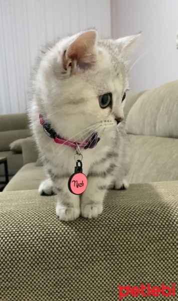 British Shorthair, Kedi  Nazlı fotoğrafı