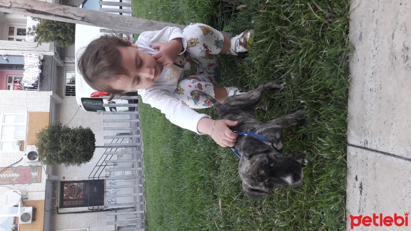 Amerikan Pitbull Terrier, Köpek  EVA  fotoğrafı