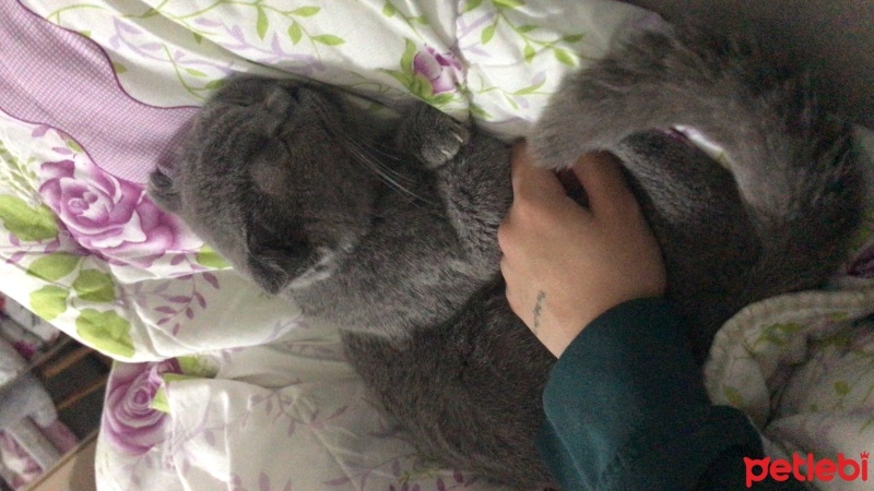 Scottish Fold, Kedi  Duman fotoğrafı