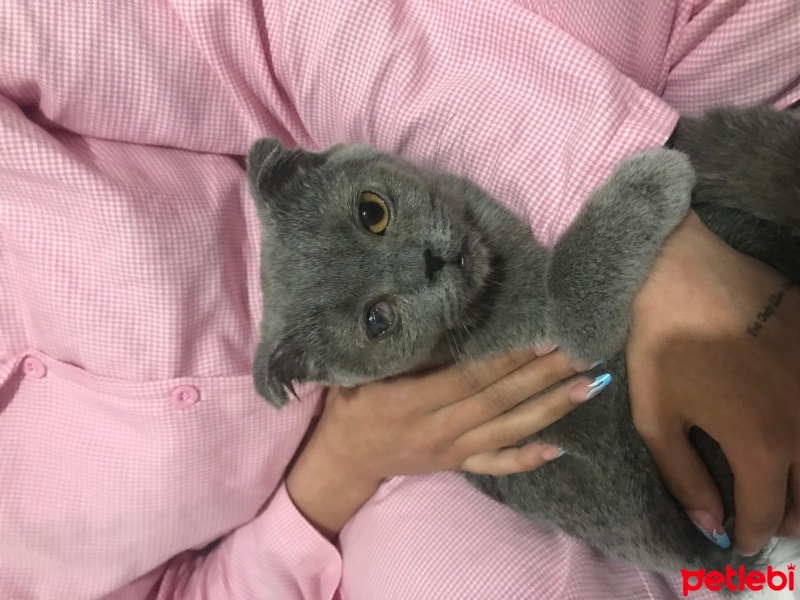 Scottish Fold, Kedi  Duman fotoğrafı