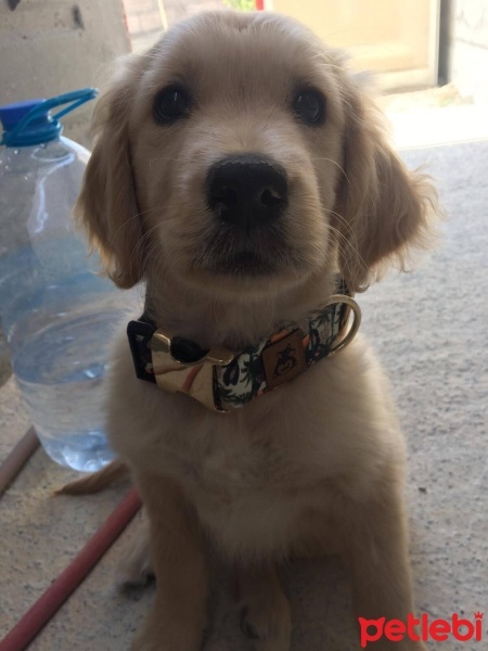 Golden Retriever, Köpek  Balım fotoğrafı