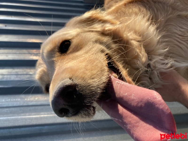 Golden Retriever, Köpek  Balım fotoğrafı