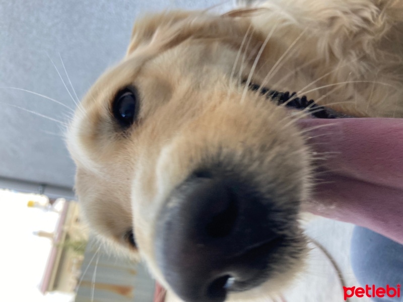 Golden Retriever, Köpek  Balım fotoğrafı