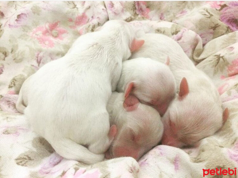 Maltese, Köpek  Miniklerim :) fotoğrafı