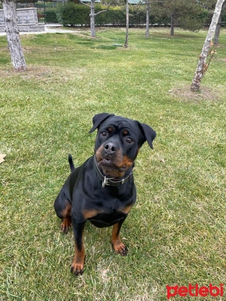 Rottweiler, Köpek  Bella fotoğrafı