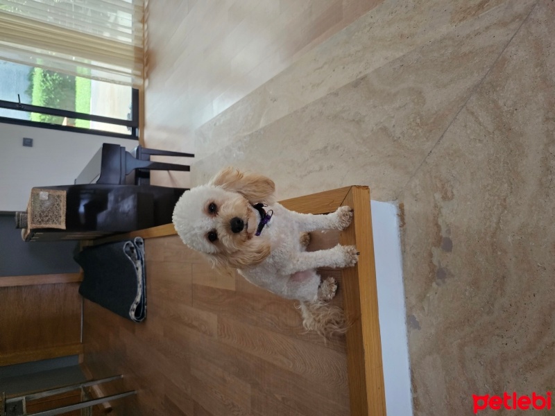 Poodle (Minyatür Kaniş), Köpek  Cookie fotoğrafı