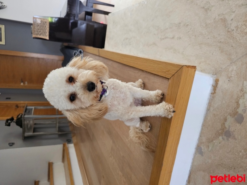Poodle (Minyatür Kaniş), Köpek  Cookie fotoğrafı