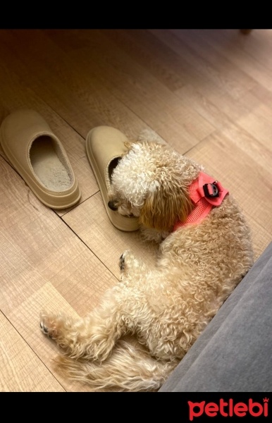 Poodle (Minyatür Kaniş), Köpek  Cookie fotoğrafı