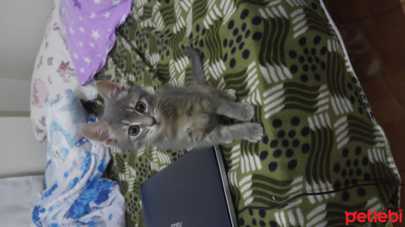 Tekir Kedi, Kedi  Bihter fotoğrafı