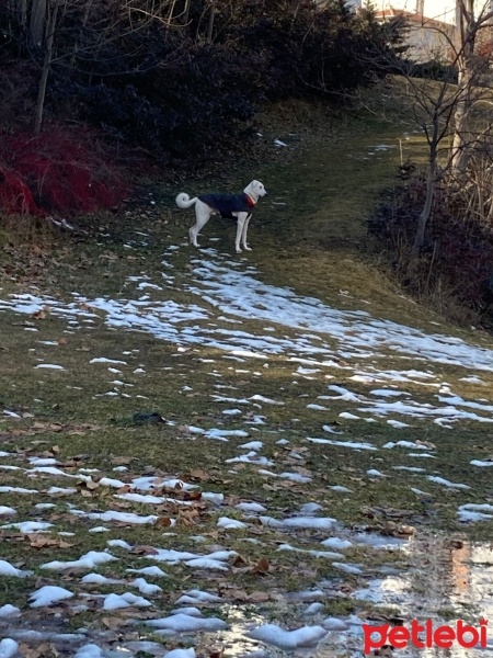 Akbaş, Köpek  JOEI fotoğrafı