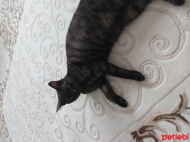 British Shorthair, Kedi  Zeytin fotoğrafı
