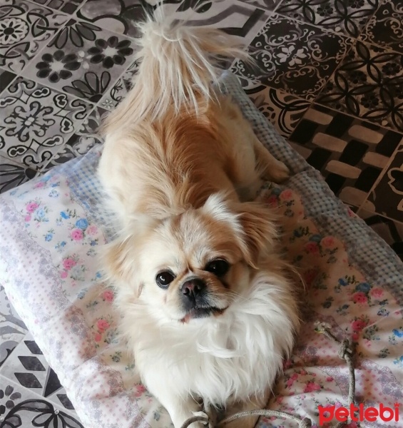 Pekingese, Köpek  Kookie fotoğrafı