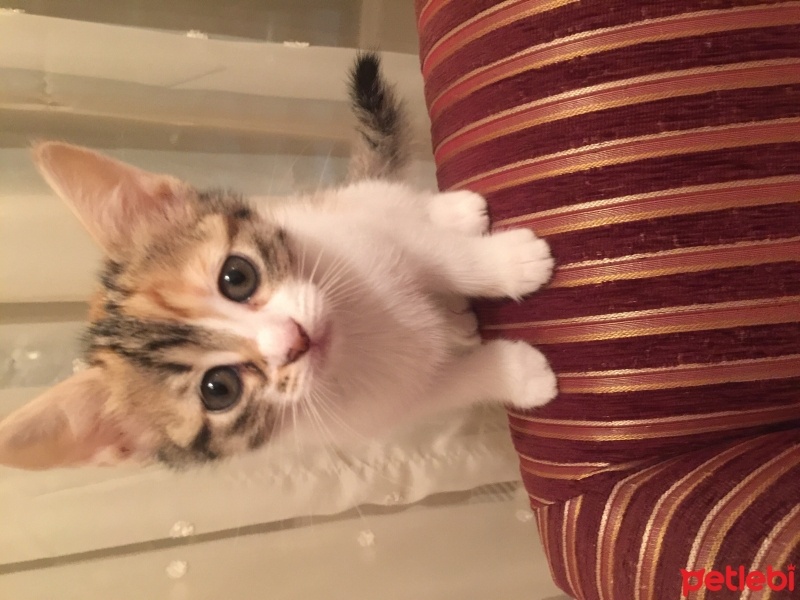 Sarman, Kedi  Minnoş fotoğrafı