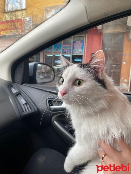 Tekir Kedi, Kedi  Pamuk fotoğrafı