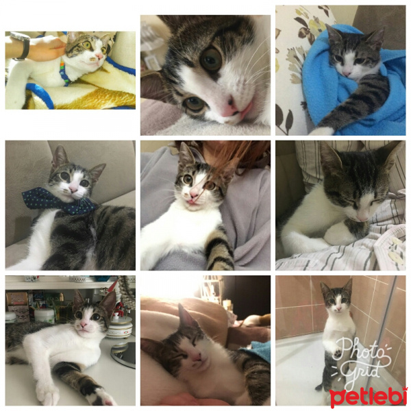 Tekir Kedi, Kedi  Fıstık fotoğrafı