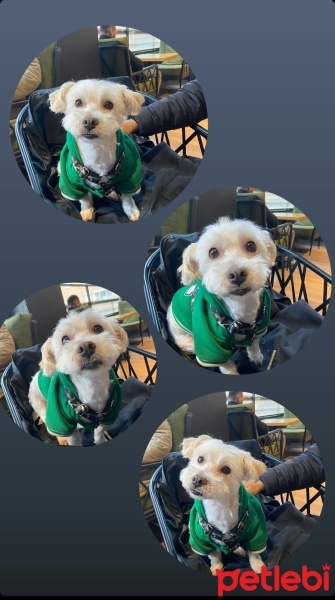 Maltese, Köpek  Mali fotoğrafı