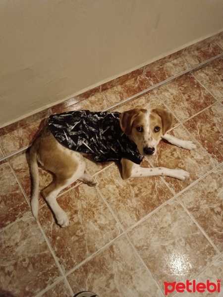 İngiliz Setter, Köpek  Pablo fotoğrafı