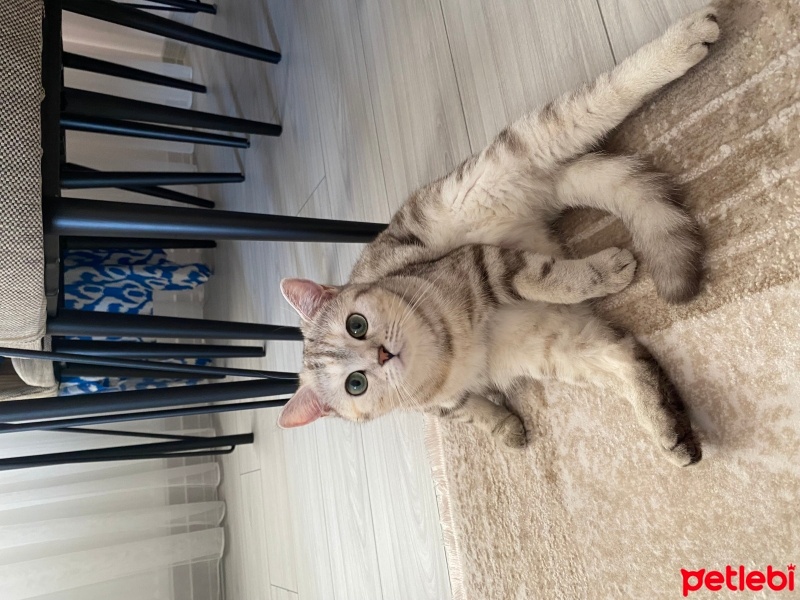 British Shorthair, Kedi  Nazlı fotoğrafı