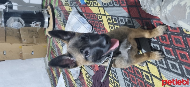 Belçika Malinois, Köpek  Sunny fotoğrafı