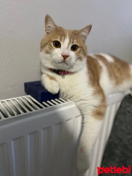 Sarman, Kedi  Tekir fotoğrafı