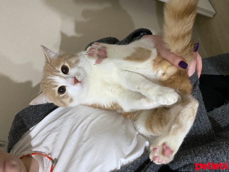 Sarman, Kedi  Tekir fotoğrafı