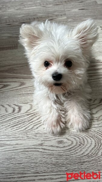 Maltese, Köpek  Angel fotoğrafı