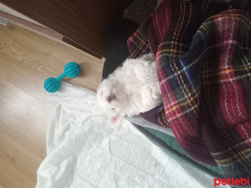 Maltese, Köpek  Dodo fotoğrafı