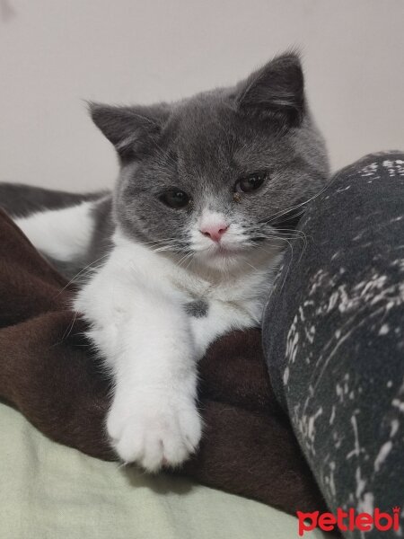 British Shorthair, Kedi  Lena fotoğrafı