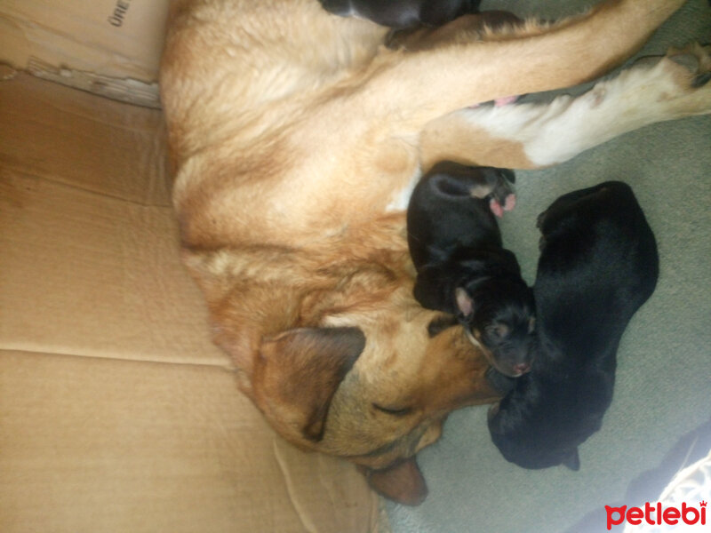 Rottweiler, Köpek  Sarı kız fotoğrafı