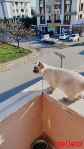 British Shorthair, Kedi  LOLA fotoğrafı