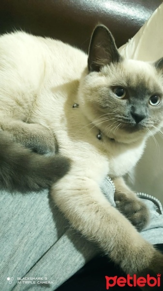 British Shorthair, Kedi  LOLA fotoğrafı