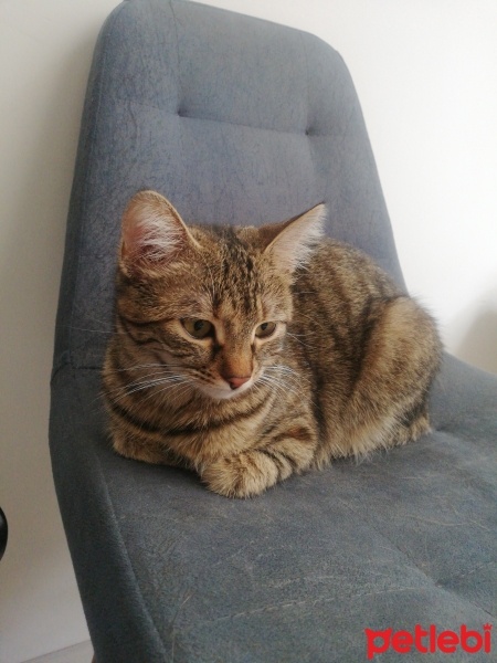 Tekir Kedi, Kedi  Tekir fotoğrafı