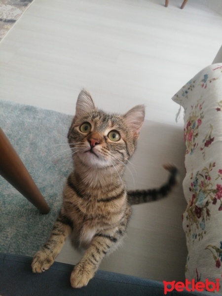 Tekir Kedi, Kedi  Tekir fotoğrafı