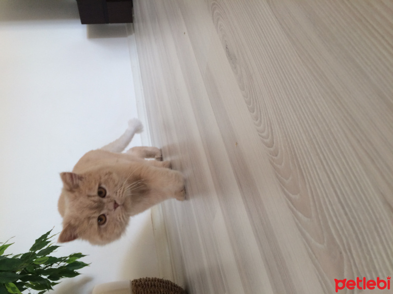 İran Kedisi (Persian), Kedi  Casper fotoğrafı