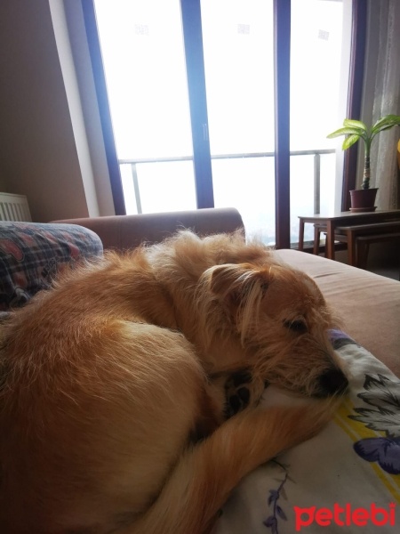 Maltese, Köpek  Thor fotoğrafı
