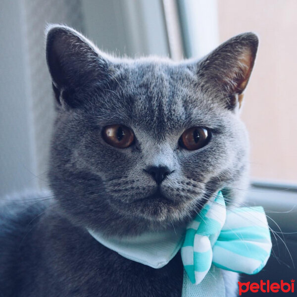 British Shorthair, Kedi  Dama fotoğrafı