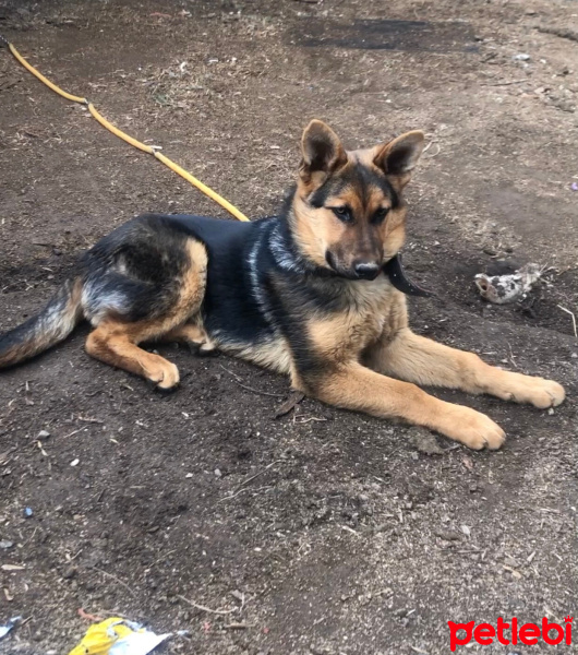 Alman Çoban Köpeği, Köpek  Ares fotoğrafı