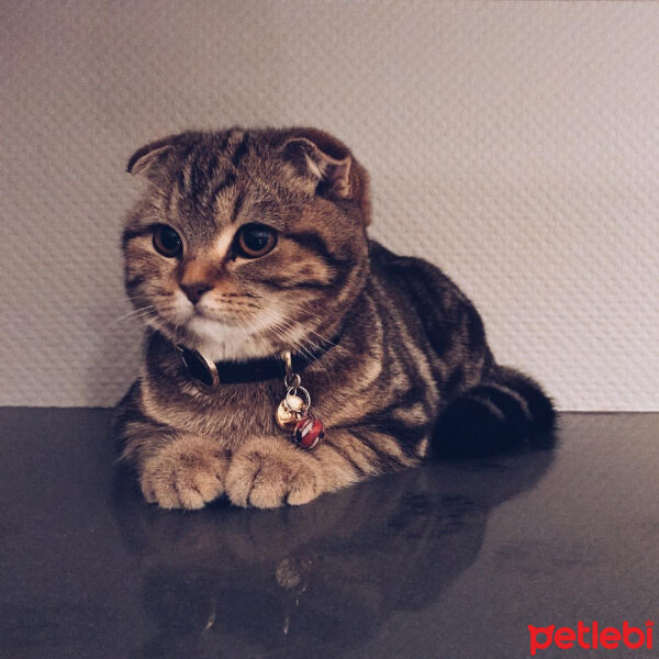 Scottish Fold, Kedi  Tyga fotoğrafı