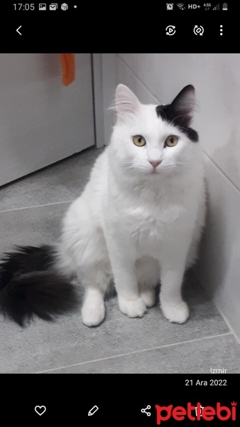 Tekir Kedi, Kedi  Bulut fotoğrafı