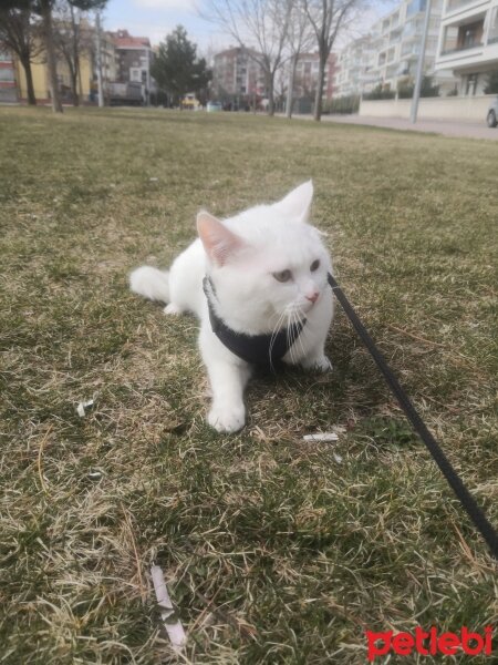 Ankara Kedisi, Kedi  Bulut fotoğrafı