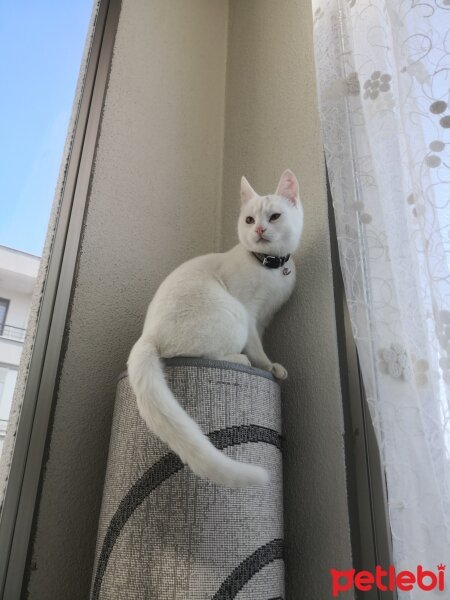 Ankara Kedisi, Kedi  Bulut fotoğrafı