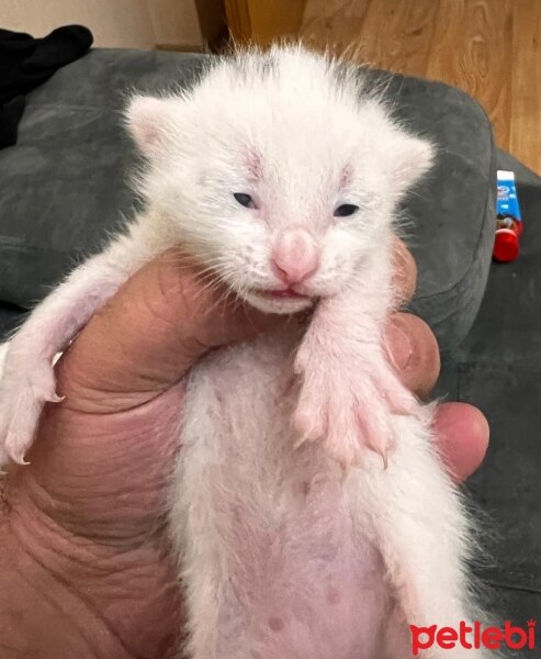 Ankara Kedisi, Kedi  Bulut fotoğrafı