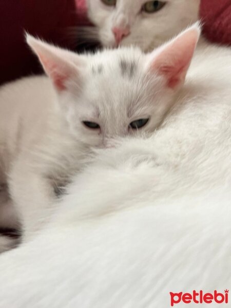 Ankara Kedisi, Kedi  Bulut fotoğrafı