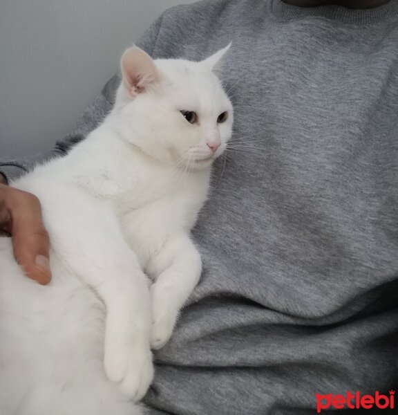 Ankara Kedisi, Kedi  Bulut fotoğrafı