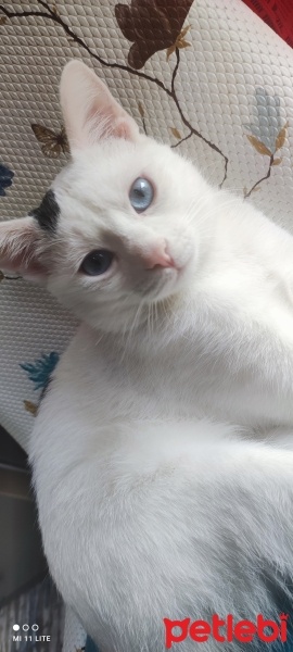 Tekir Kedi, Kedi  Mavi fotoğrafı